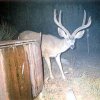 33_plm deer1